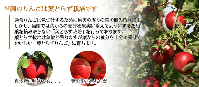 【送料無料】 シナノドルチェ 秀品 約３ｋｇ 青森県特別栽培農産物 青森県産りんご  お手軽品 贈答用にも 認証有  国産  ※沖縄・離島：送料1100円