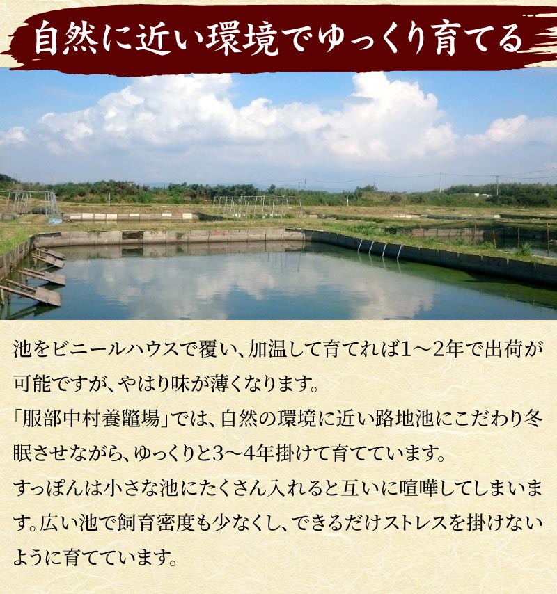 【楽天市場】浜名湖の極上すっぽん鍋セット 400g（甲羅付き） 服部