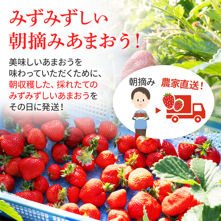 【ふるさと納税】ジャム用あまおう1kg or 2kg いちご イチゴ 苺  ジャム用  訳あり 福岡県 大木町 池上農園 BD-S0002 【2024年2月中旬から5月10日頃を目途に発送予定】 BD07 BD08 お得商品