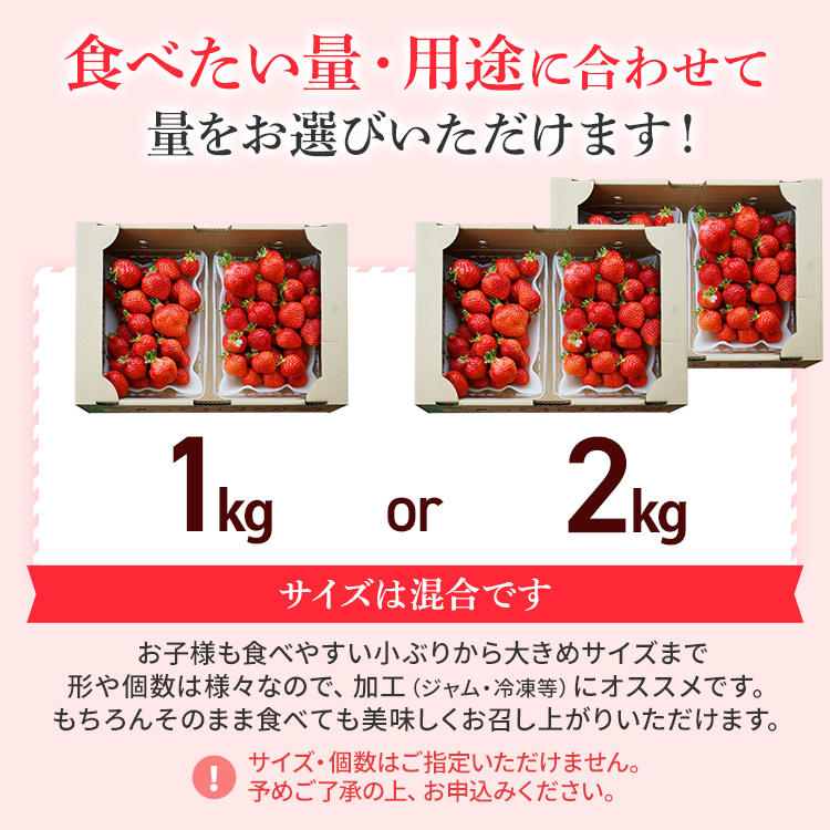 【ふるさと納税】ジャム用あまおう1kg or 2kg いちご イチゴ 苺  ジャム用  訳あり 福岡県 大木町 池上農園 BD-S0002 【2024年2月中旬から5月10日頃を目途に発送予定】 BD07 BD08 お得商品