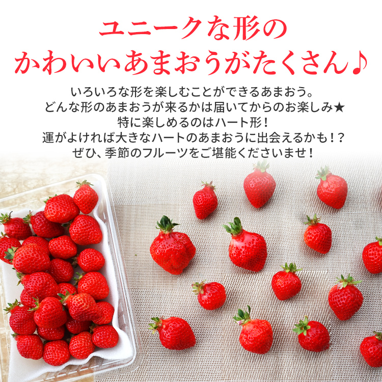 【ふるさと納税】ジャム用あまおう1kg or 2kg いちご イチゴ 苺  ジャム用  訳あり 福岡県 大木町 池上農園 BD-S0002 【2024年2月中旬から5月10日頃を目途に発送予定】 BD07 BD08 お得商品