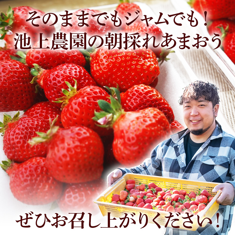 【ふるさと納税】ジャム用あまおう1kg or 2kg いちご イチゴ 苺  ジャム用  訳あり 福岡県 大木町 池上農園 BD-S0002 【2024年2月中旬から5月10日頃を目途に発送予定】 BD07 BD08 お得商品