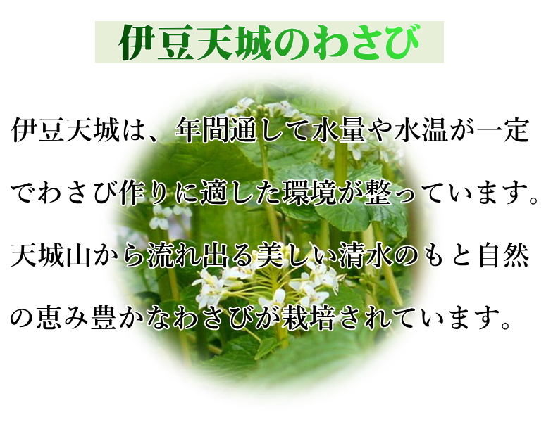 楽天市場】【クール便】【送料無料】☆静岡県伊豆天城産 新鮮 生わさび