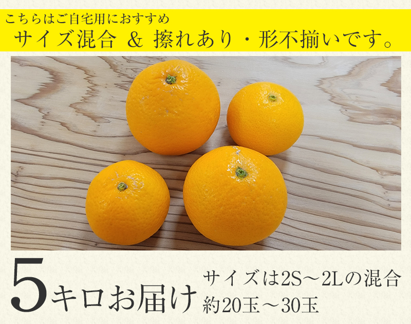 楽天市場】[収穫次第順次発送]藤田さんの春峰 訳あり 5キロ[サイズ混合